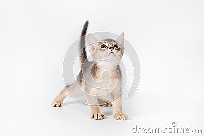 Abyssinian kitten Stock Photo