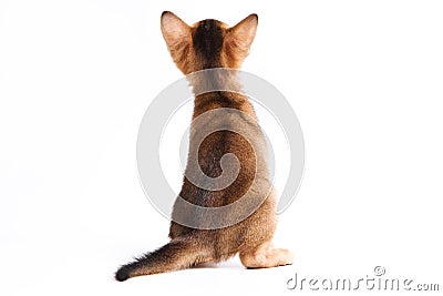 Abyssinian kitten Stock Photo