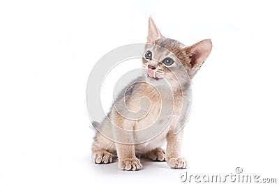 Abyssinian kitten Stock Photo