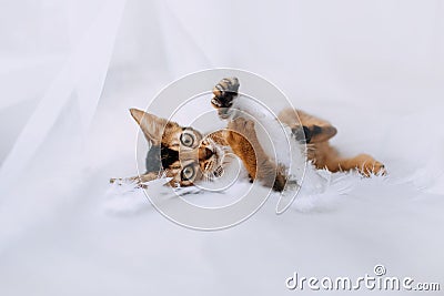 Abyssinian kitten lying down with white feathers indoors Stock Photo