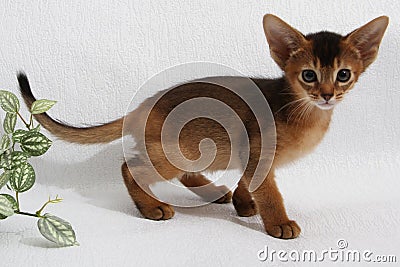 Abyssinian kitten, white wall background. Young beautiful purebred red short haired kitty. Small cute pets at cozy home Stock Photo