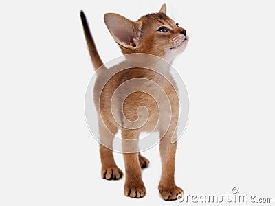 Abyssinian kitten, white wall background. Young beautiful purebred red short haired kitty. Small cute pets at cozy home Stock Photo