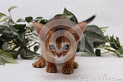 Abyssinian kitten, white wall background. Young beautiful purebred red short haired kitty. Small cute pets at cozy home Stock Photo