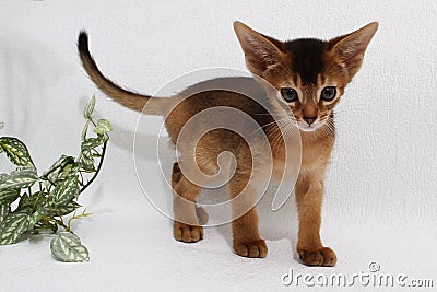 Abyssinian kitten, white wall background. Young beautiful purebred red short haired kitty. Small cute pets at cozy home Stock Photo