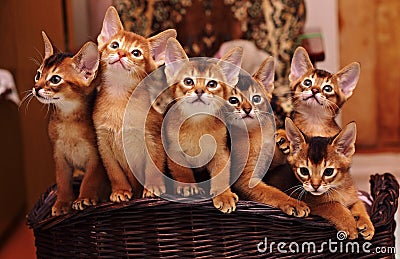 Abyssinian kittens Stock Photo