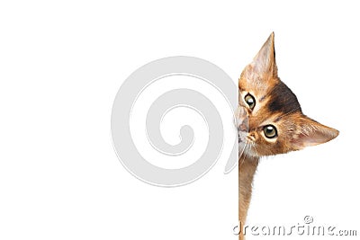 Abyssinian Kitty on Isolated White Background Stock Photo