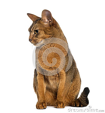 Abyssinian, sitting (2 years old), isolated Stock Photo