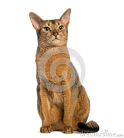 Abyssinian, sitting (2 years old), isolated Stock Photo