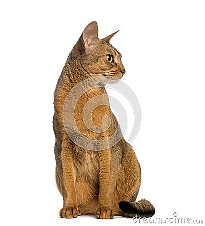 Abyssinian, sitting (2 years old), isolated Stock Photo