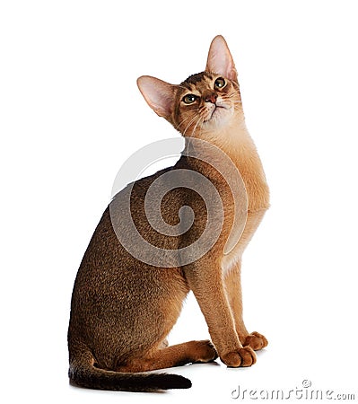 Abyssinian young cat isolated on white background Stock Photo