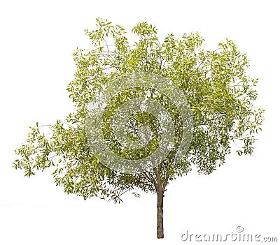 Acacia auriculiformis, commonly known as Auri, Earleaf acacia Stock Photo
