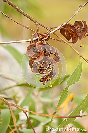 Acacia auriculiformis Cunn Stock Photo