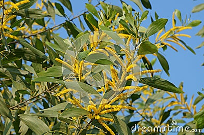 Acacia auriculiformis flowers bloomomg in the morning Stock Photo