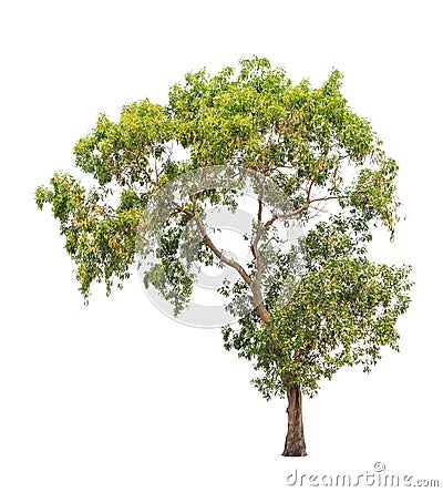 Acacia auriculiformis, tropical tree isolated Stock Photo