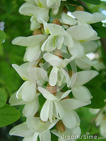 Acacia branch Robinia pseudoacacia is abundant blooming with white flowers. False acacia. Stock Photo