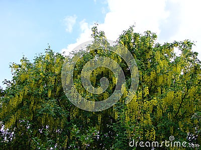 Acacia branch Robinia pseudoacacia is abundant blooming with white flowers. False acacia. Stock Photo