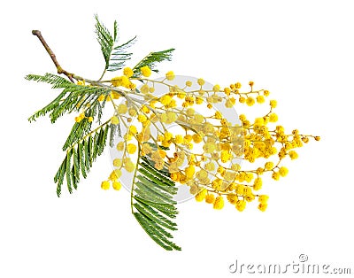 Acacia dealbata, known as silver wattle, blue wattle or mimosa Stock Photo