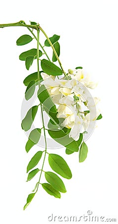 Acacia flowers Stock Photo