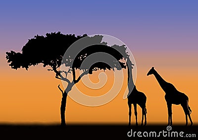 Acacia and giraffes silhouette Stock Photo