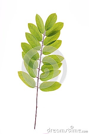 Acacia leaf Stock Photo