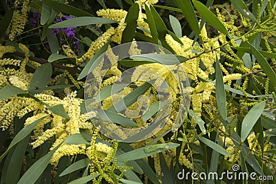 Yellow flowering sydney golden wattle tree Stock Photo