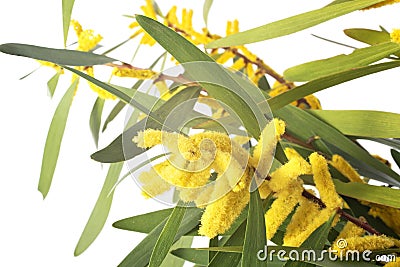 Acacia longifolia in studio Stock Photo