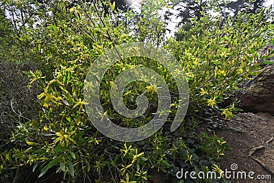 Acacia longifolia, 2. Stock Photo