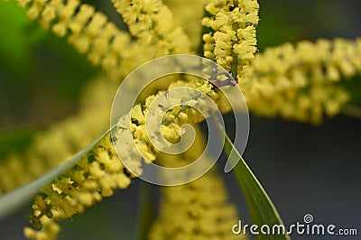 Acacia longifolia, 5. Stock Photo
