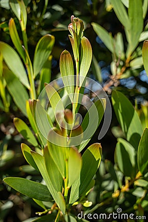 Acacia Melanoxylon Stock Photo