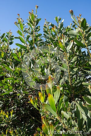 Acacia Melanoxylon Stock Photo