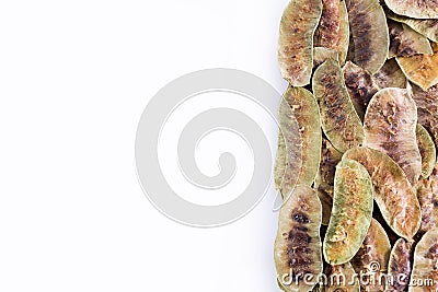 Acacia pods - Senna alexandrina - Cassia acutifolia. Stock Photo