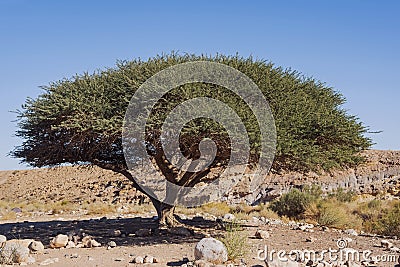 A Single Acacia Tree in the Makhtesh Ramon Crater in Israel Stock Photo