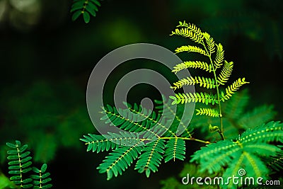 Acacia`s leave in the forest Stock Photo