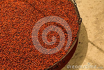 Acacia seed red bean in a metal container background Stock Photo