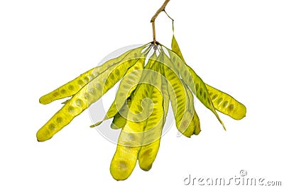 Acacia seed is a special vegetable . Stock Photo