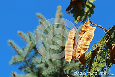 Acacia seeds on a background of in autumn close-up Stock Photo