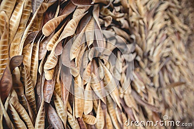 Acacia seeds hanging and dry Stock Photo