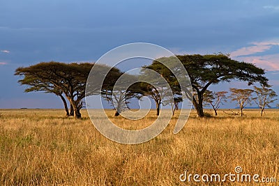 Acacia tree group at Sunset Stock Photo