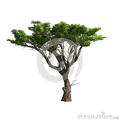 Acacia Tree Isolated. Vector Illustration Stock Images - Image: 30356714