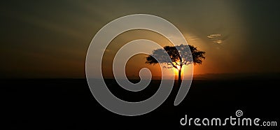 Acacia tree silhouette Stock Photo