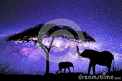 Acacia Tree standing silhouetted against the Milky Way Stock Photo