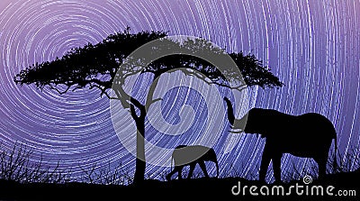 Acacia Tree standing silhouetted against the Milky Way Star Trails Stock Photo