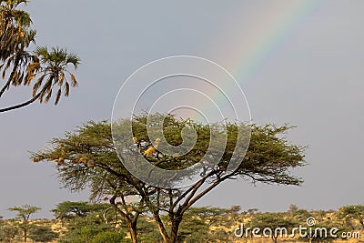 Acacia tree at sunset with a rainbow, Etosha national park, Namibia, Africa Stock Photo