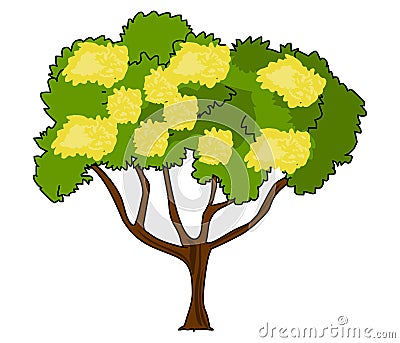 Acacia Wattle vector illustration Vector Illustration