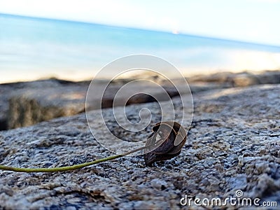 Acacia& x27;s seed on the granit rock Tanjung kalian beach Stock Photo