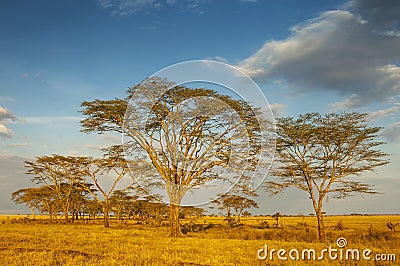 Acacias Vachellia tree at sunrise in Serengeti National Park, Tanzania Stock Photo