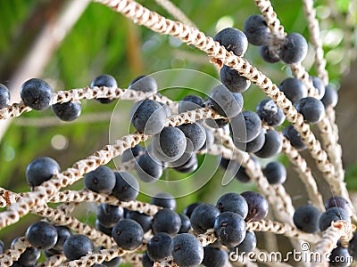 Acai Stock Photo