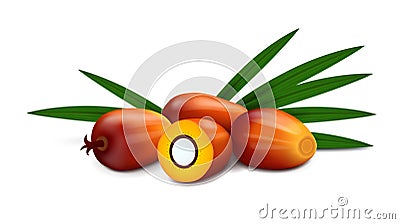 Oil palm fruits with leaves isolated on white background Vector Illustration