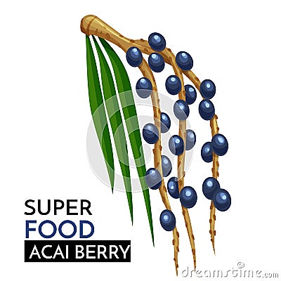 Acai berry vector icon. Vector Illustration