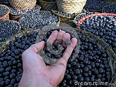 Acai in hand Stock Photo